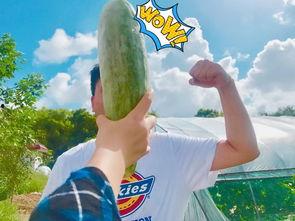 网红今日吃瓜,揭秘娱乐圈最新热点事件  第1张